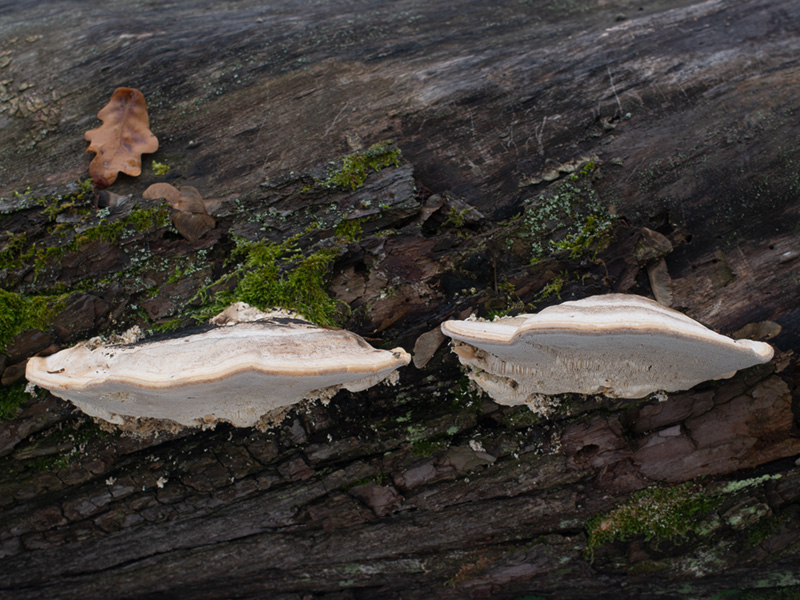 Trametes gibbosa